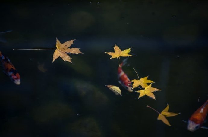 万壑千岩图片,万壑千岩锁翠烟赏析