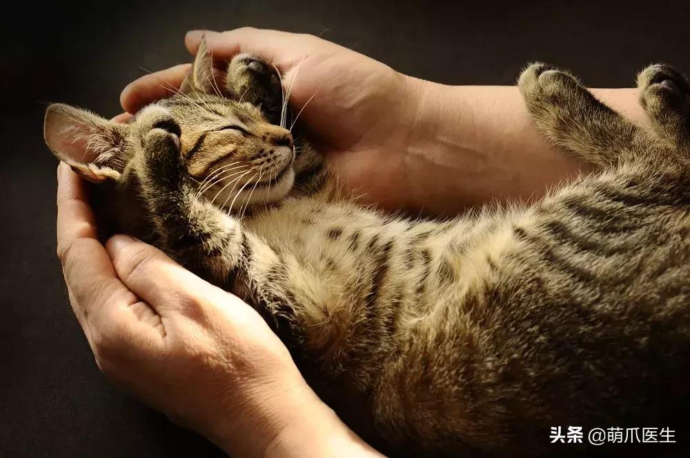 领养一只猫真的很难吗,领养很难