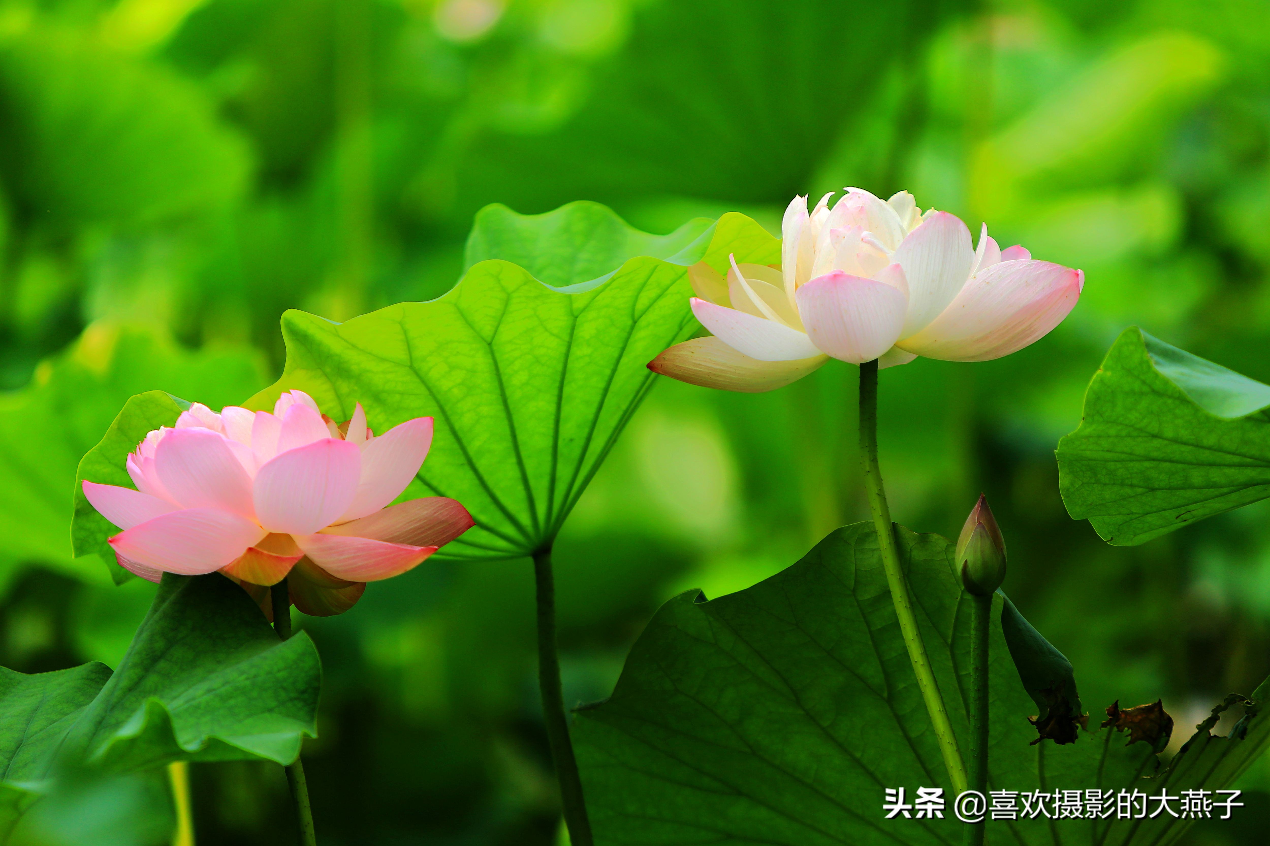 紫竹院京城景区,京城皇家御河紫竹院