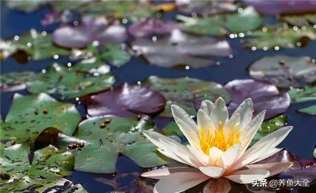 睡莲种植方法和技巧,睡莲种植方法及时间