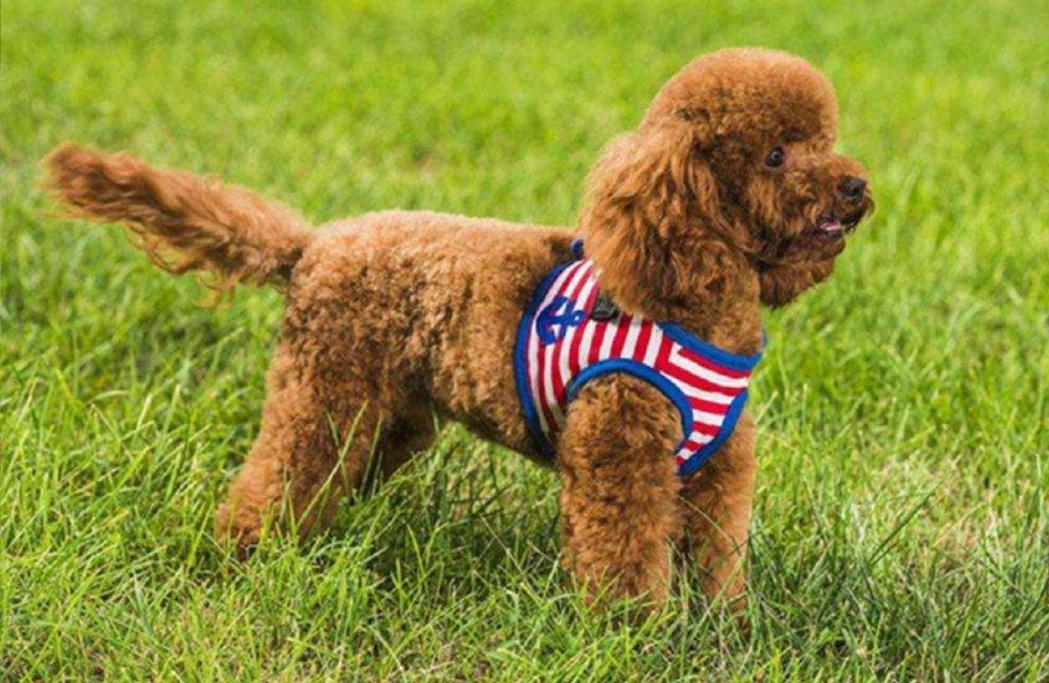 宠物狗断甲手术,狗狗断尾手术多久能好