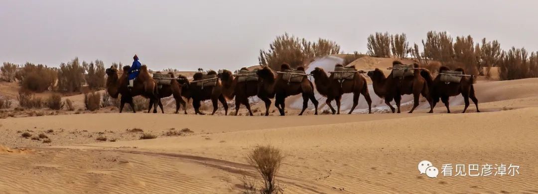 戈壁红驼，乌拉特草原上的珍珠