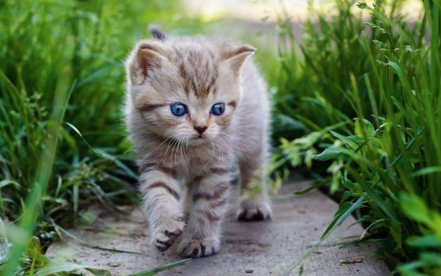 猫咪经常性便秘能治吗,猫咪有点便秘按什么穴位