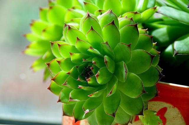 多肉观音莲的习性介绍,观音莲茎的习性