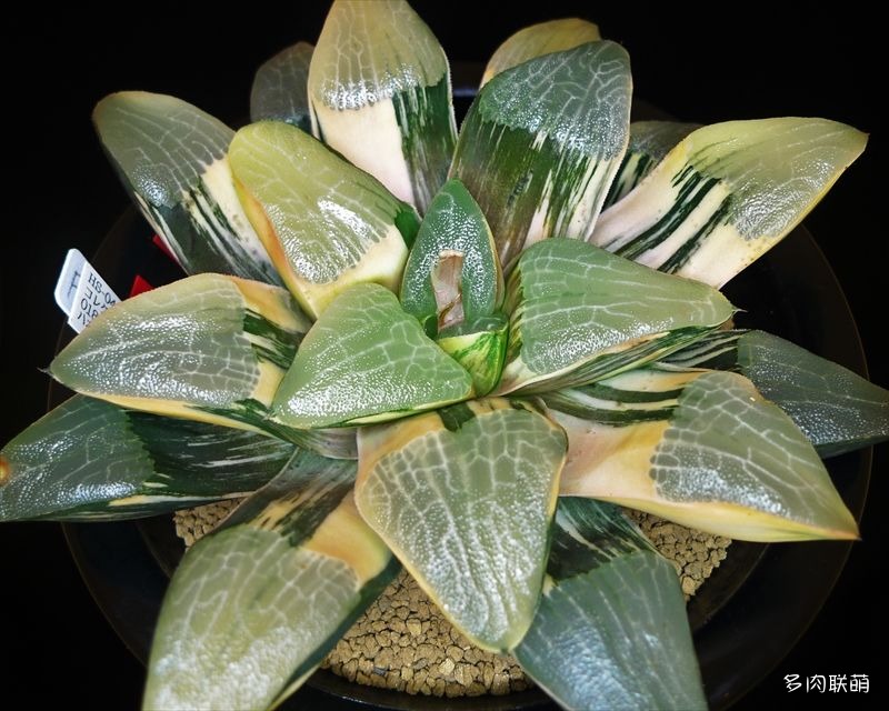 多肉玉露寿的品种图鉴,日本十大耐阴多肉