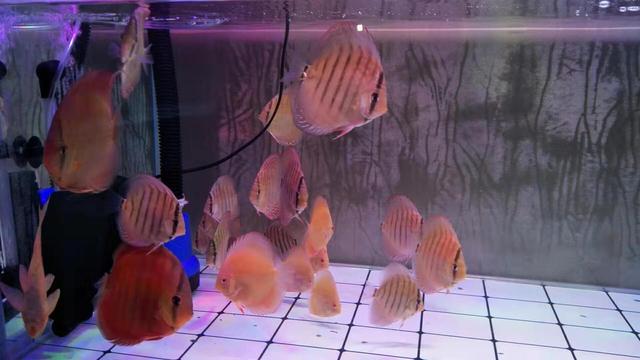 给鱼缸整理的时候有粪便怎么处理,鱼缸褐藻清理两天又出现