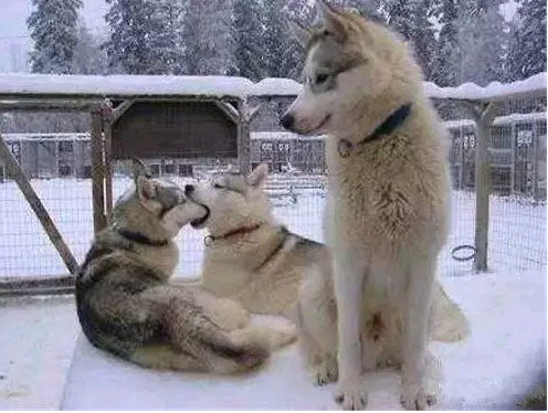 催婚讲的大道理,聊聊催婚那些事