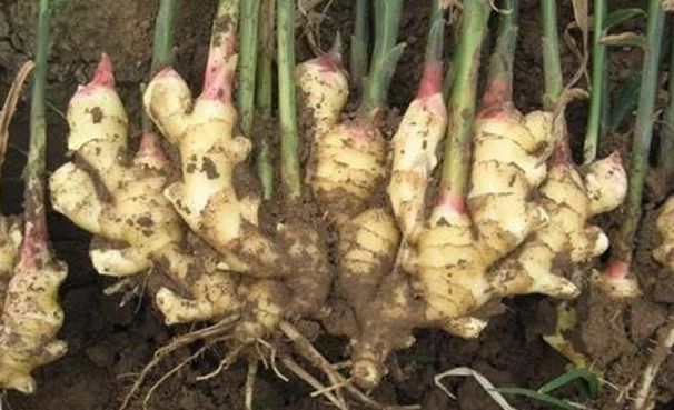 种植生姜能致富吗,生姜栽培种植新技术