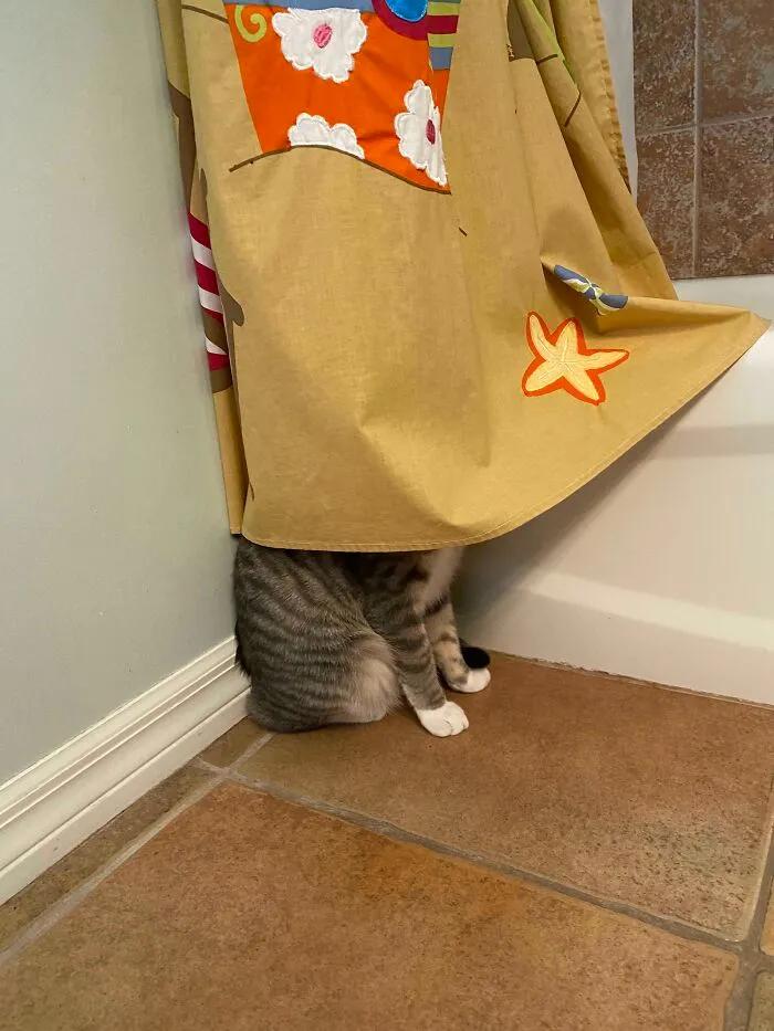 不建议养哪几种猫咪图片,发一张图片证明你家猫咪养的很好