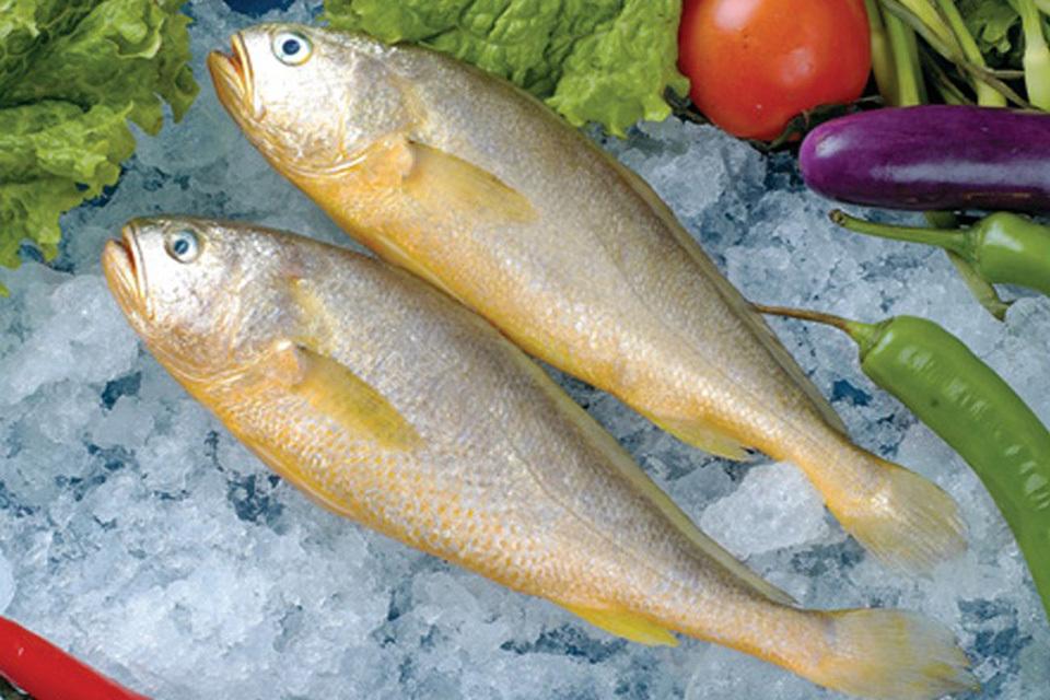 六种野生鱼不能人工养殖,怎样挑选野生鱼和养殖鱼