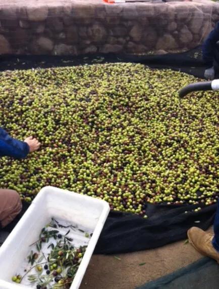 红酒入门喝半干还是半甜,红酒佐餐级葡萄酒