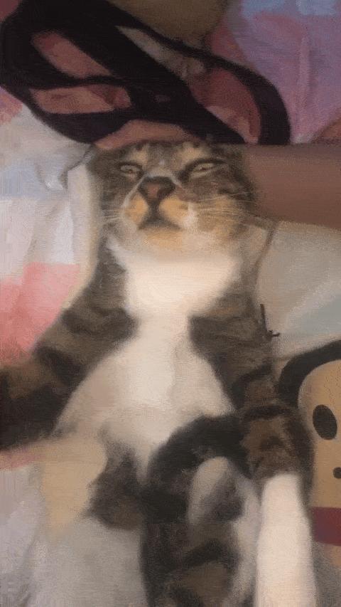 据说最近喵圈流行敷面膜，铲屎官请准备