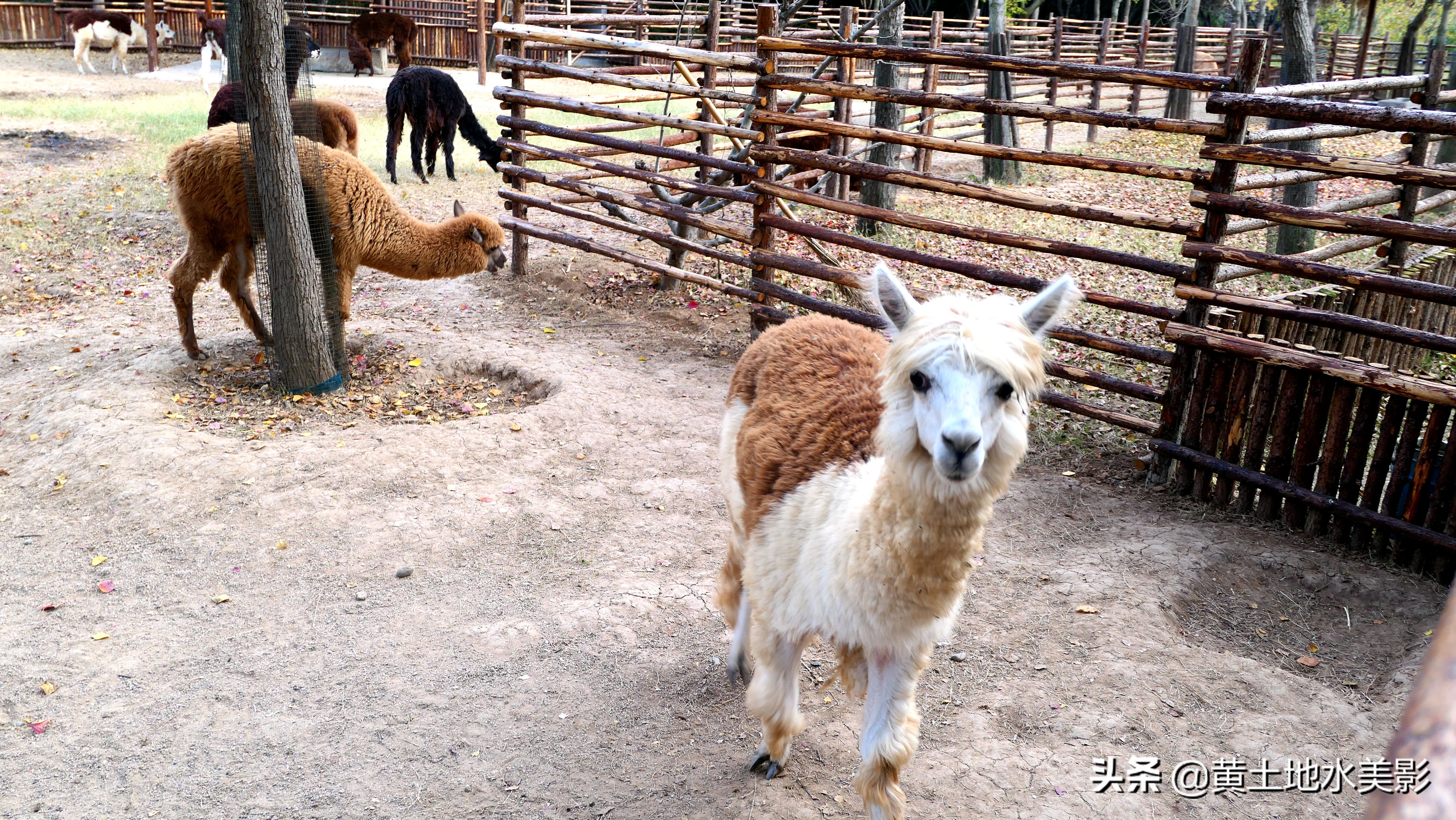占地590亩的湿地公园,野生动物比较多的旅游景区