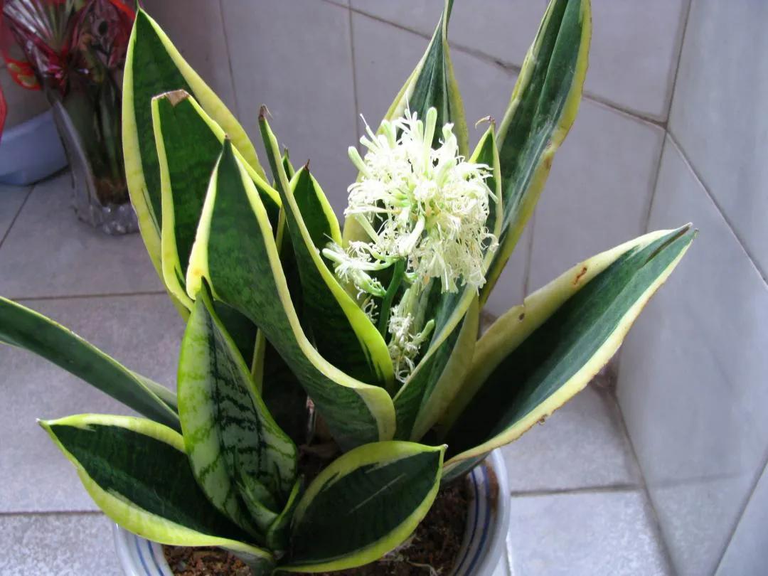 三种花最养人高端大气有档次,3种花便宜又好养