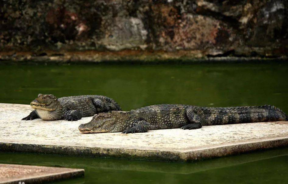 欧洲美食海鲜自助,单人东南亚海鲜自助餐