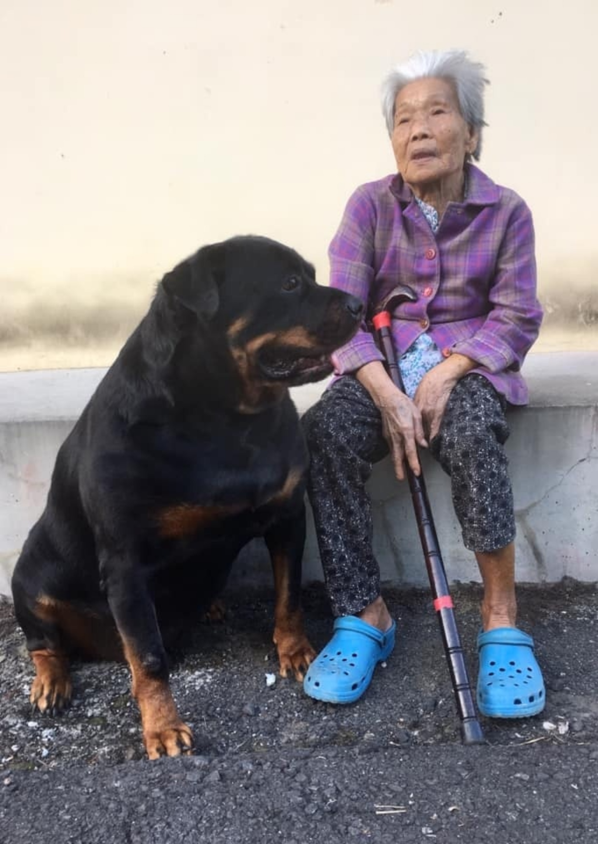 罗威纳成为奶奶的拐杖,120斤罗威纳犬视频