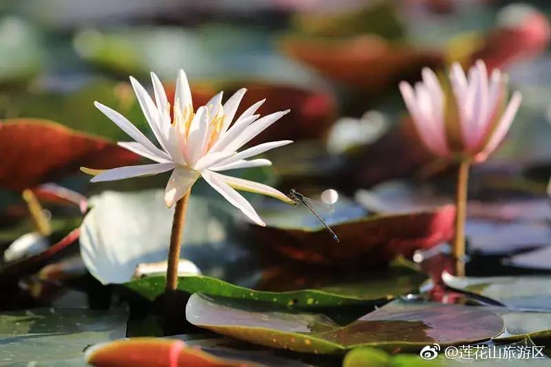 番禺好看的街景,番禺美丽的风光