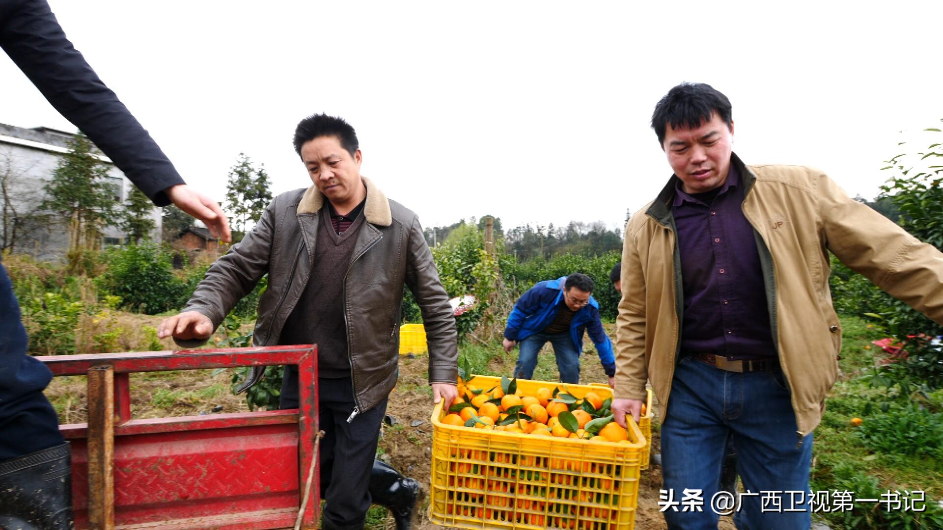 灵渠边的村庄为何饮水难？兴安柑桔怎样卖到了俄罗斯……