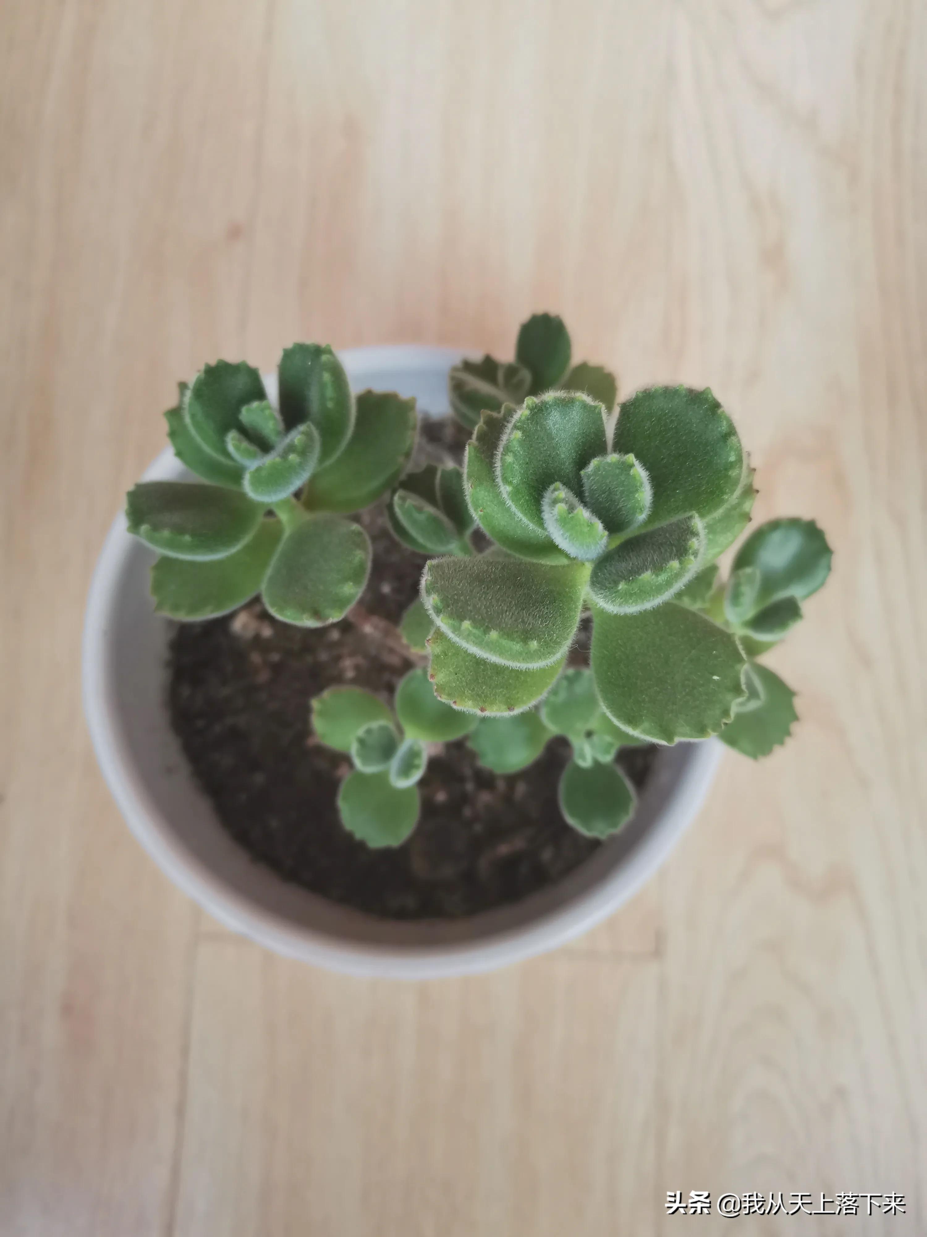 89种常见多肉植物品种图，实物拍摄，还不认识的小伙伴赶紧收藏好