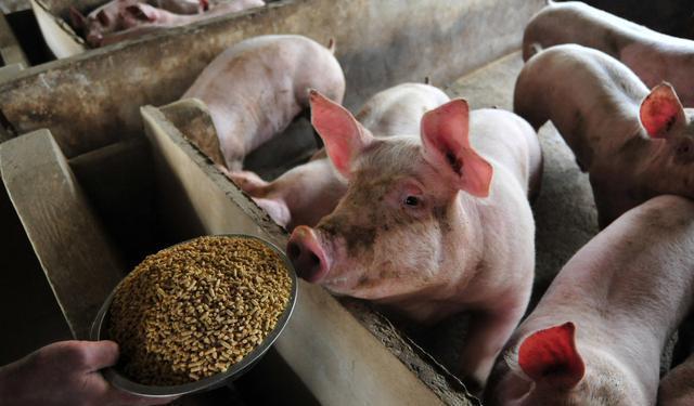 目前1斤猪肉利润有多少,生猪7元一斤养猪还有利润吗