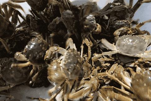 阳澄湖大闸蟹的特色怎么介绍,阳澄湖大闸蟹养成记