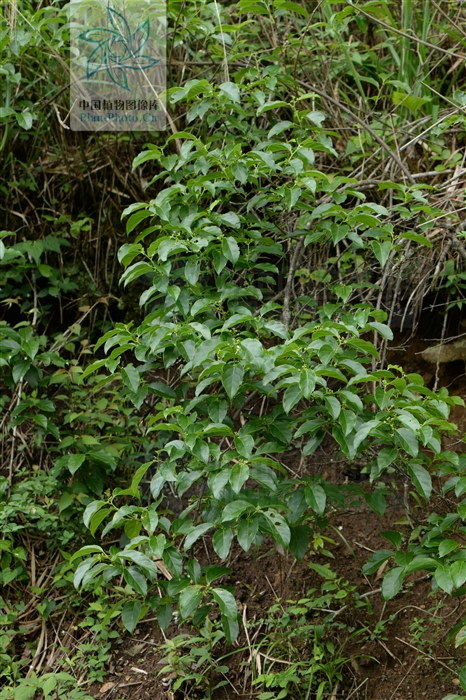霜红藤治什么病,霜红藤介绍