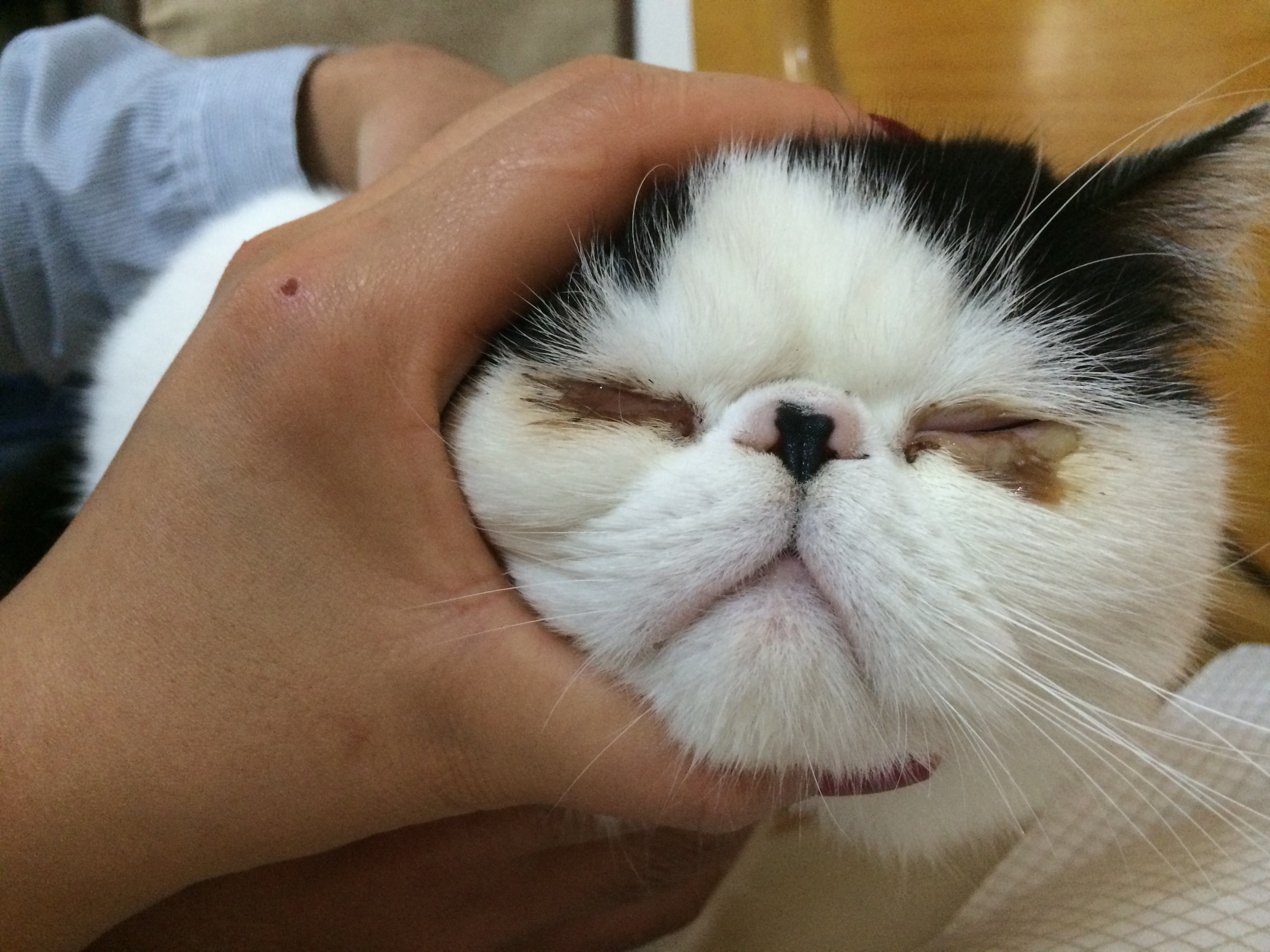 猫咪爱流眼泪是感动吗？可能是病了！猫咪常流泪该怎么护理？