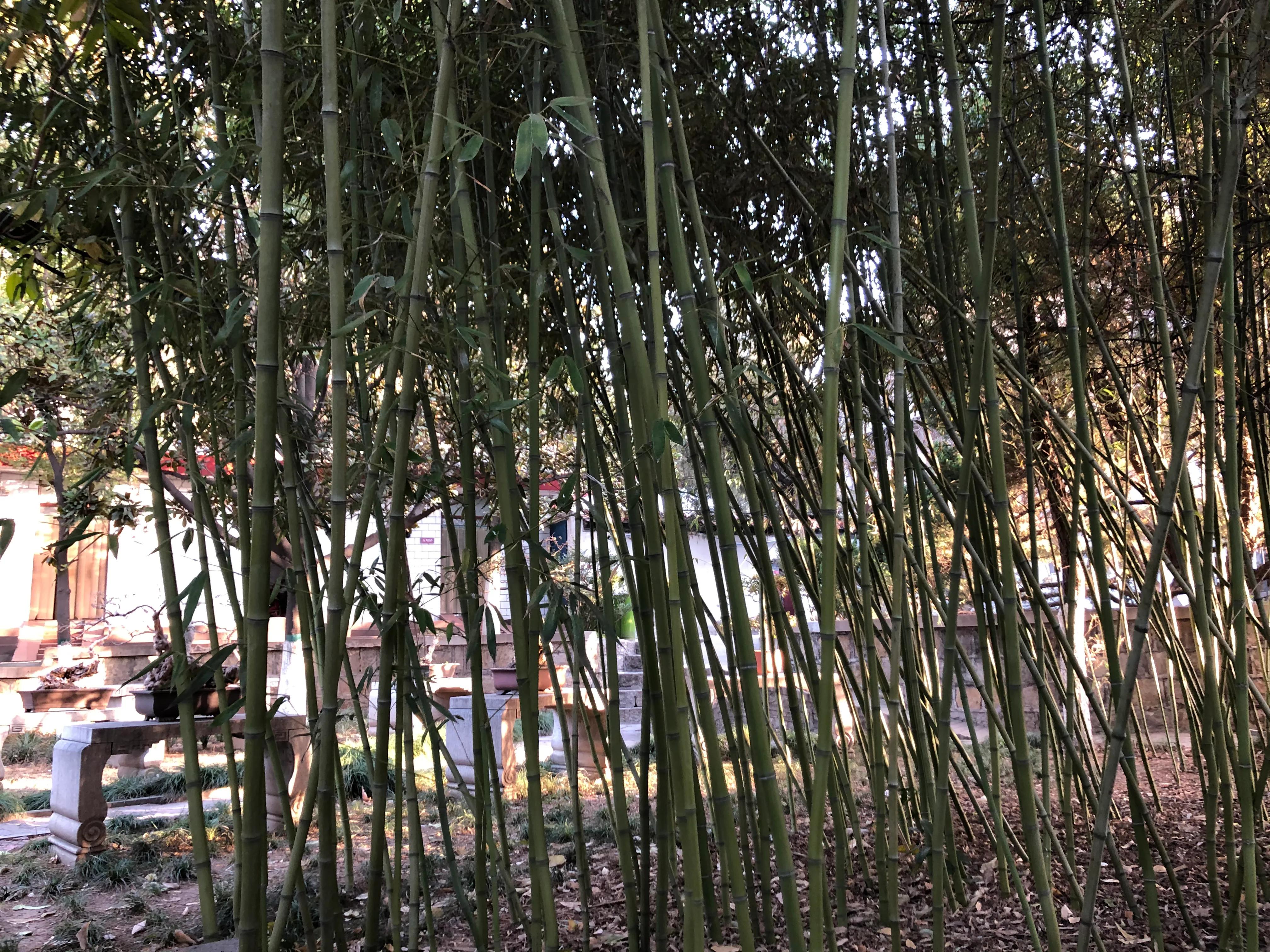 平顶山河滨公园旅游攻略,平顶山森林公园游记