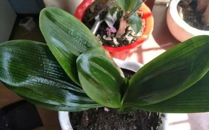 警惕这些诈骗新花招,这几种花有危险