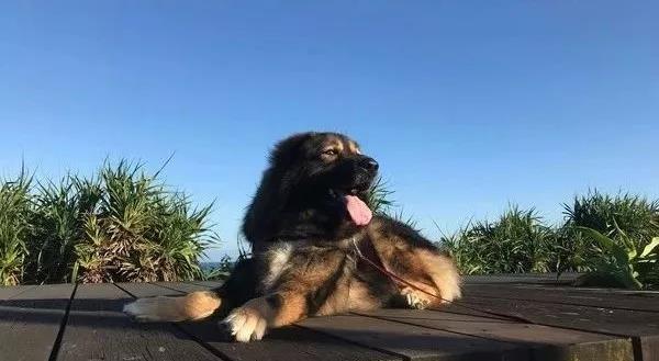 突然到访的小奶猫,没想到居然让高加索展示出了另外一面!超暖心