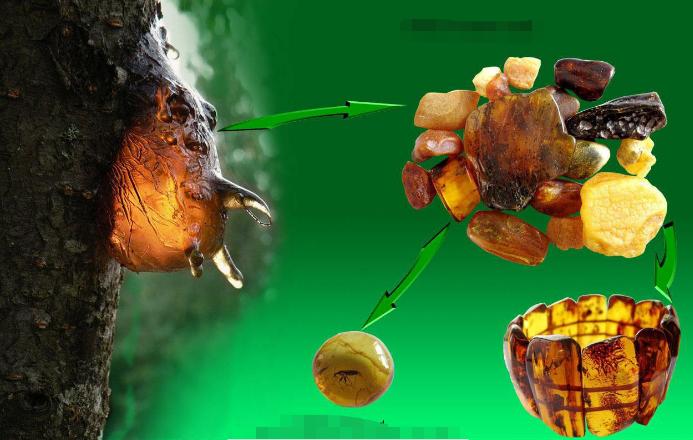 史无前例!一滴松脂让2只“交配”的苍蝇,4100万年后成围观对象