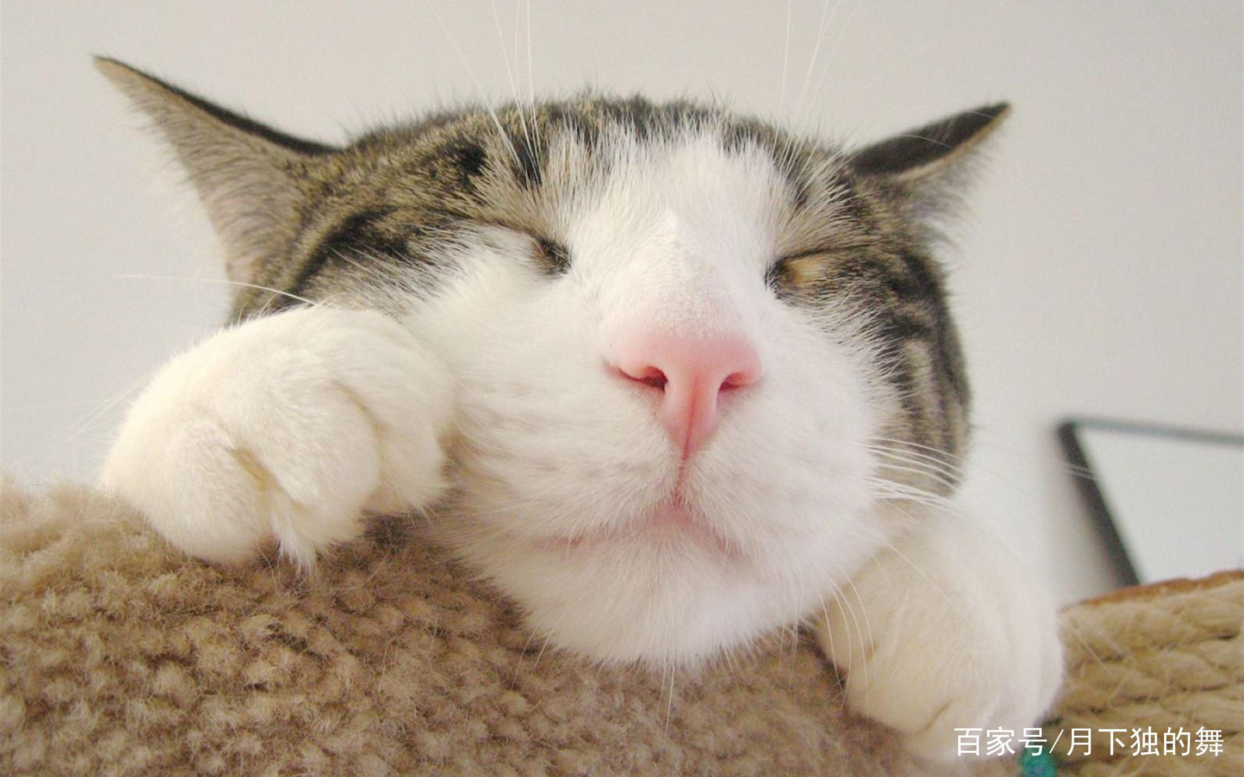 猫咪怕生怎么养熟,成年猫咪出门胆子小怎么纠正