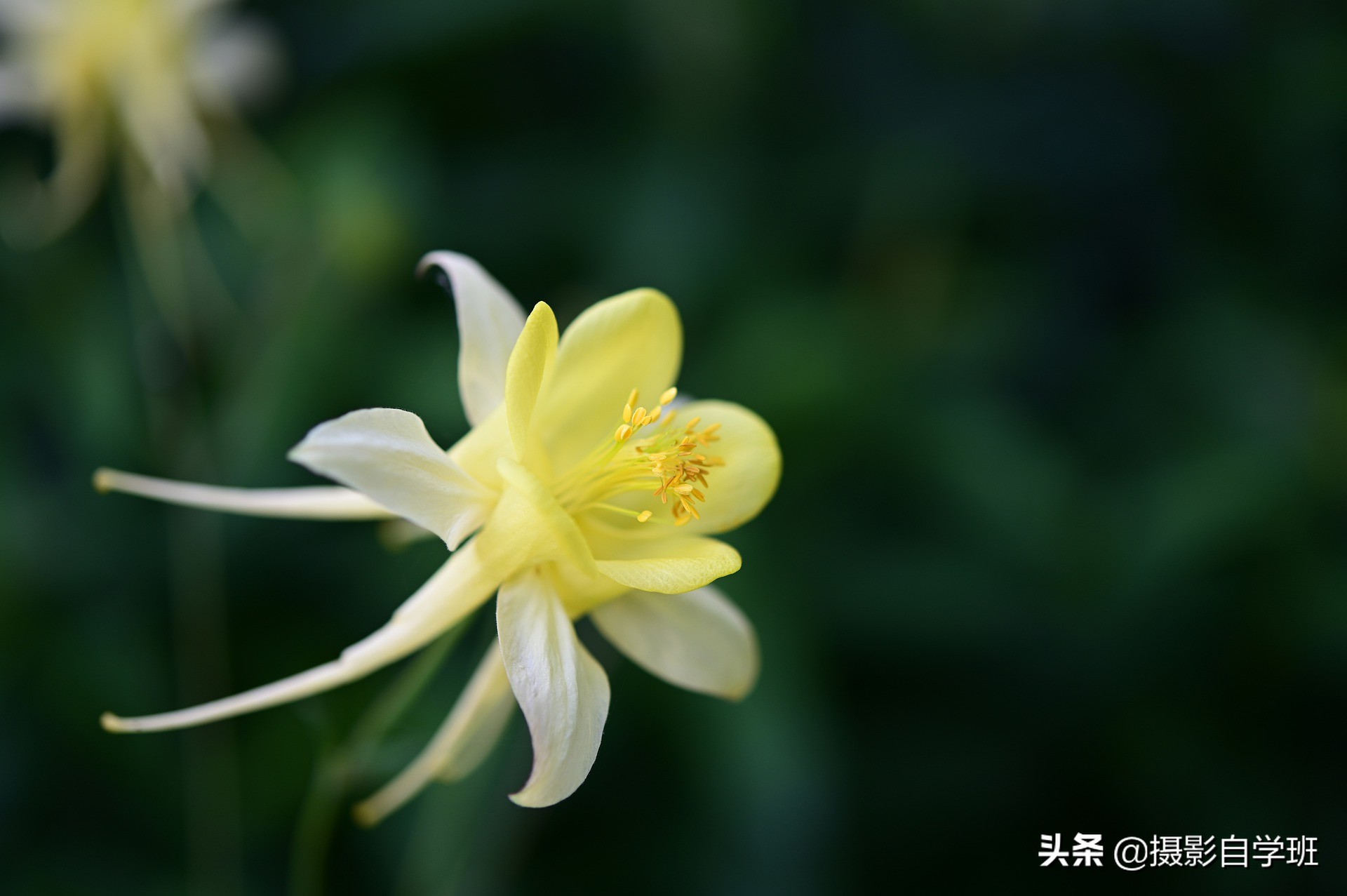 拍花朵怎么拍出来的又多又好看,怎样拍摄小花朵最好看