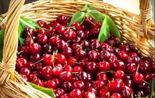 陕西樱桃采摘季节是几月份,陕西最近摘樱桃的地方