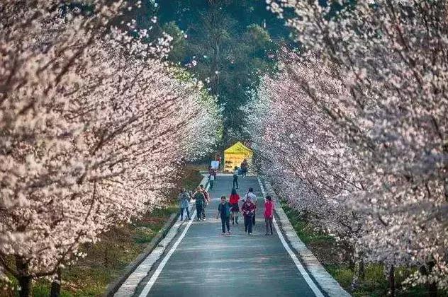 去日本观赏樱花最佳去哪个岛,去日本观赏樱花可能去什么岛