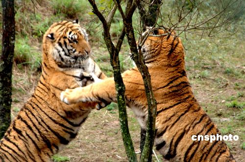 龙岩市旅游景区布局图,龙岩市旅游景区管理系统