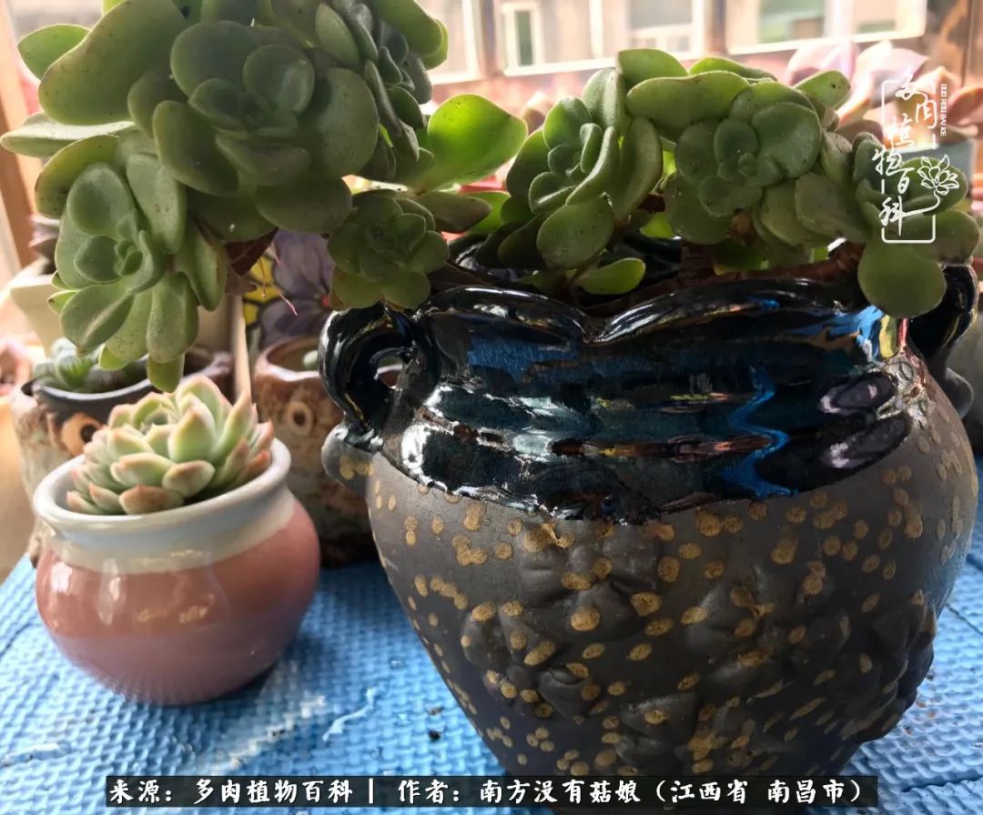 既见云胡不喜,既见君子云胡不喜毛笔楷书