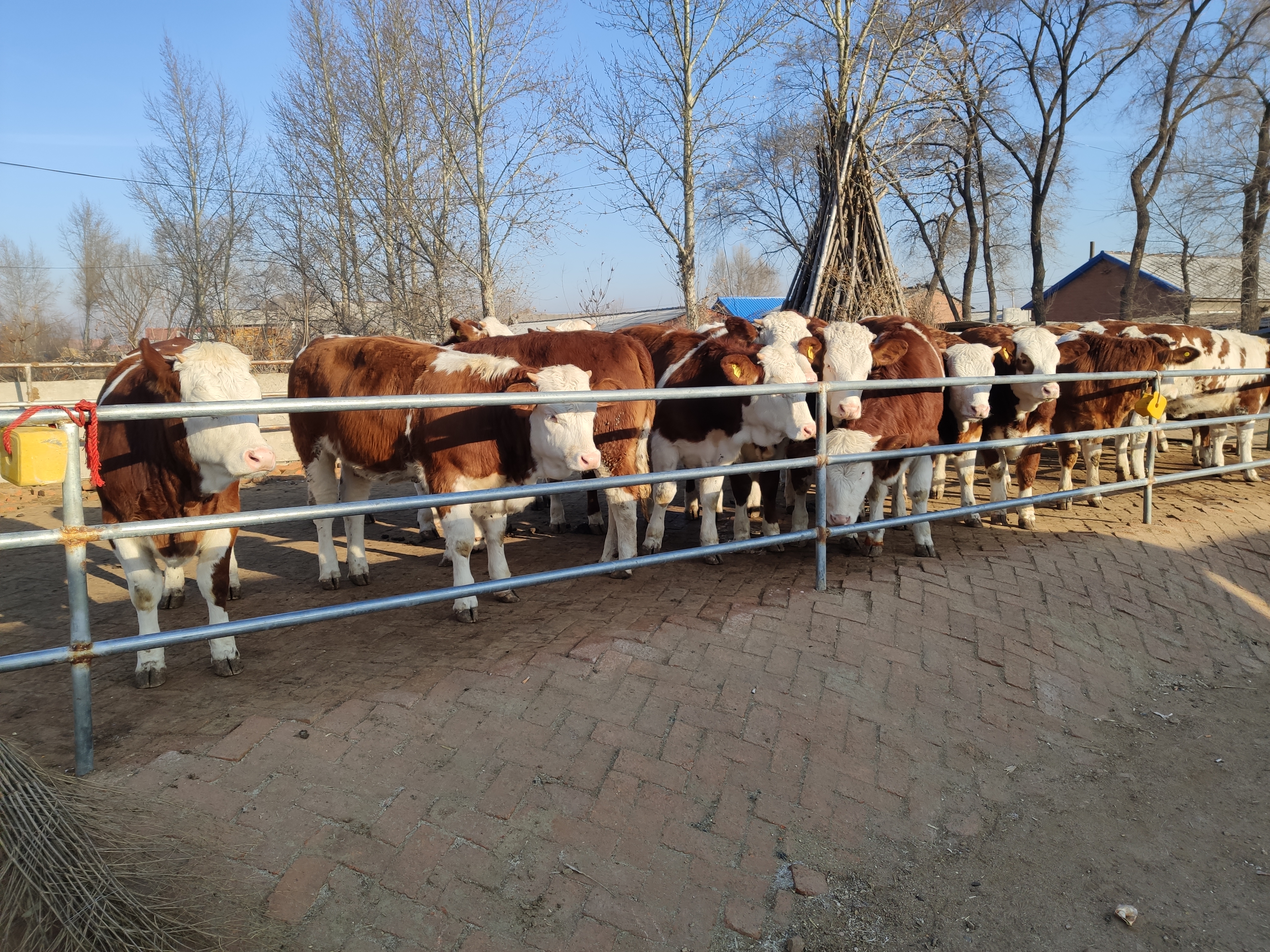 养牛暴跌养牛人该何去何从,养牛行情分析下跌的原因是什么