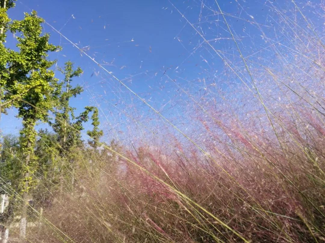 金的功用,金的功能主治