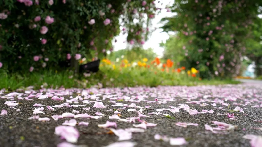 鹅湖玫瑰园花期,鹅湖玫瑰园美篇
