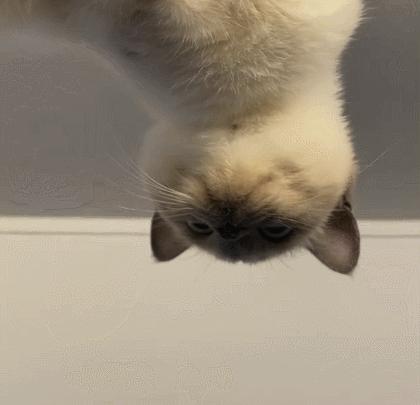 煤老板爆红完整版,煤老板ins