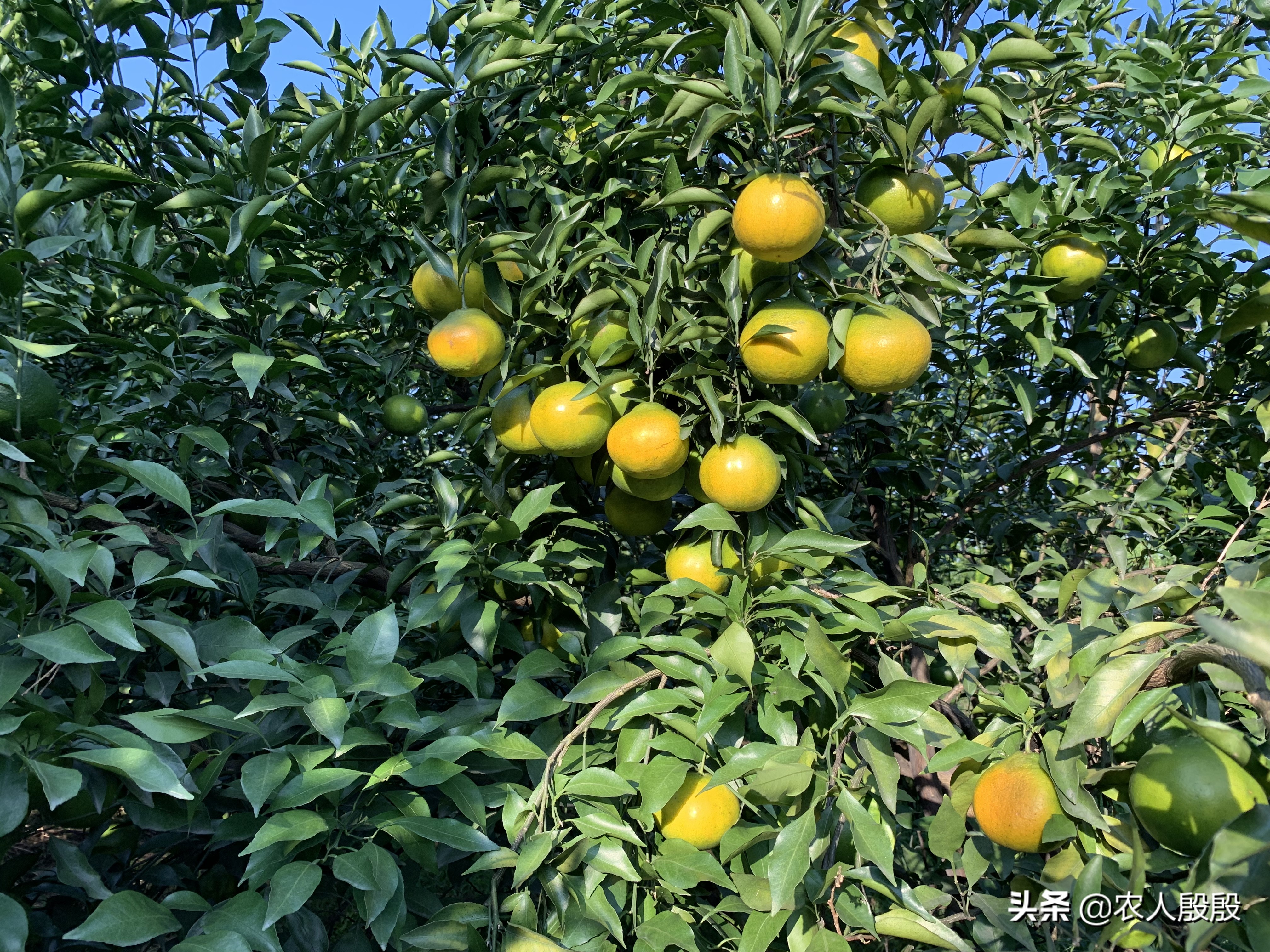 柑橘流胶病树脂病专用药,氟啶胺对柑橘树脂病有效吗