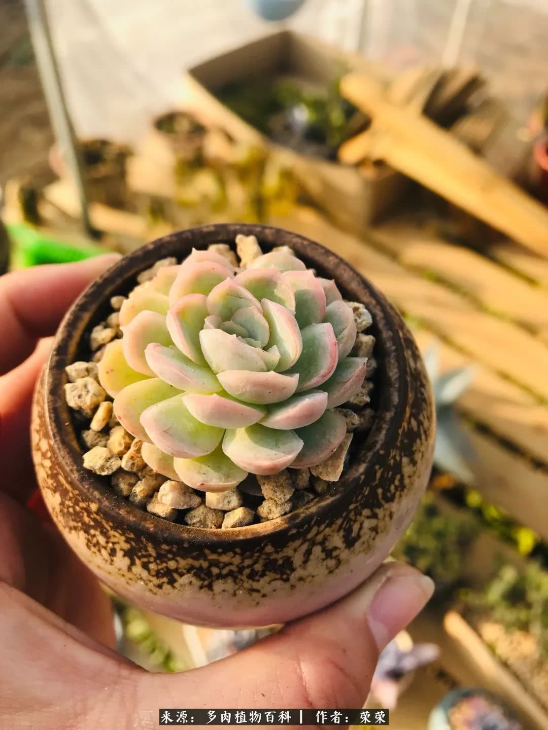 我在包邮区养肉，附多肉越冬度夏养护建议！