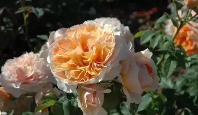 4000种不一样的玫瑰品种大全,100种玫瑰品种图鉴大全