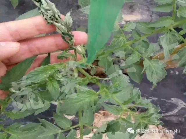 天气转凉如何预防,天气转凉吃什么药预防