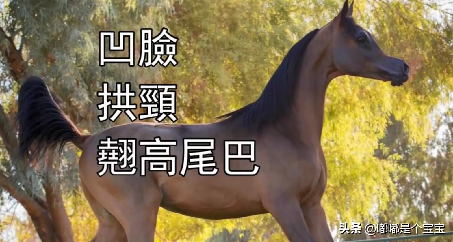 最恐怖的五种杂交生物,科学家搞出来的神奇杂交物种