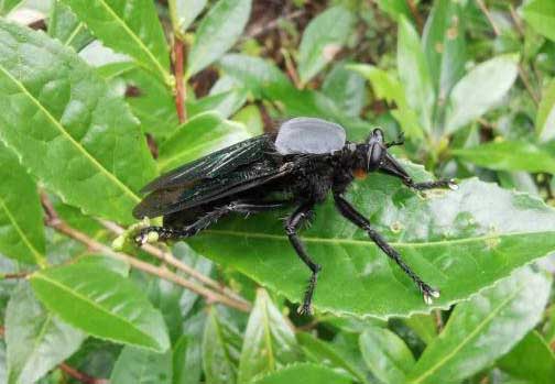 看着像苍蝇但是尾巴比苍蝇长,看着像苍蝇的小飞虫是什么