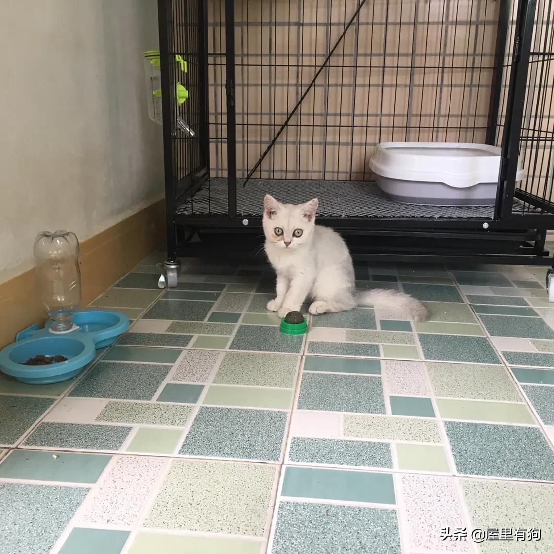 上班族如何给猫咪定时喂食,上班族怎么给猫咪过冬