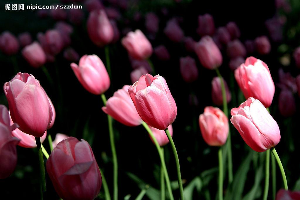 用郁金香表白语录,关于郁金香表白的浪漫句子