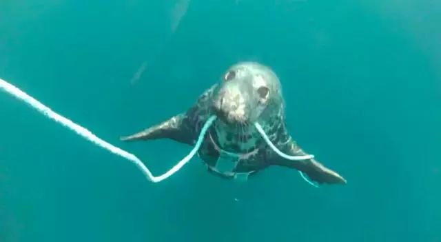 各国秘密间谍行动,各国间谍战有多凶险